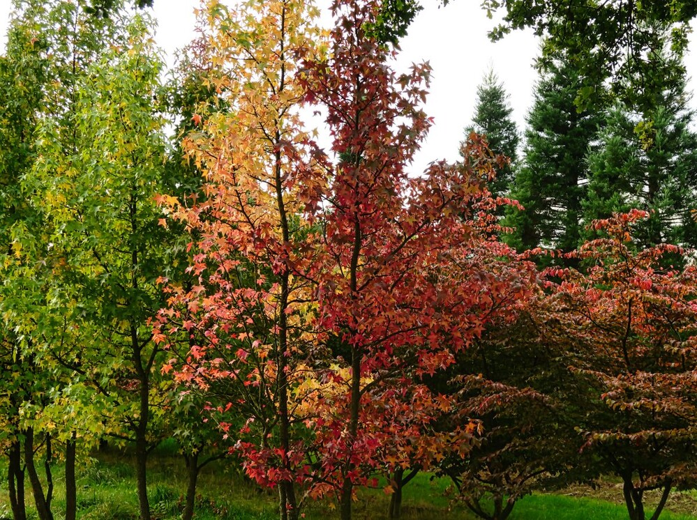 Herbstlicher Baum, Wald  "Ahornbäume "
Verena
Schlüsselwörter: 2024