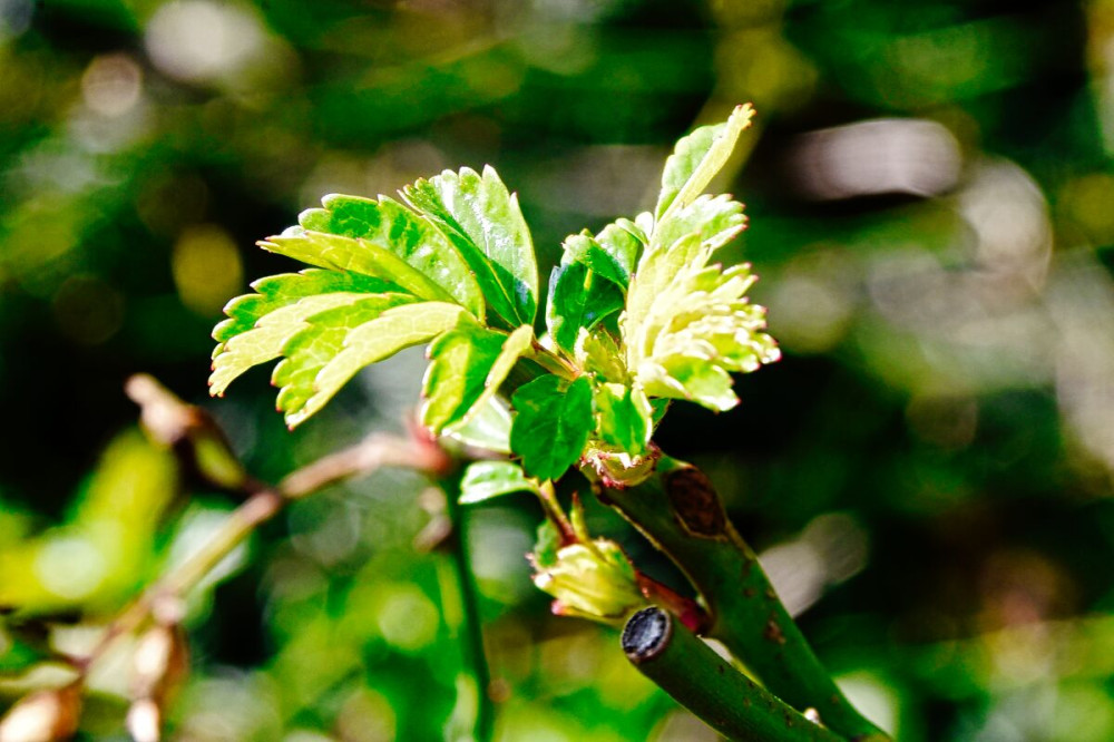 Fotowalk Düsseldorf Südpark "Das erste Grün"
Verena
Schlüsselwörter: 2025