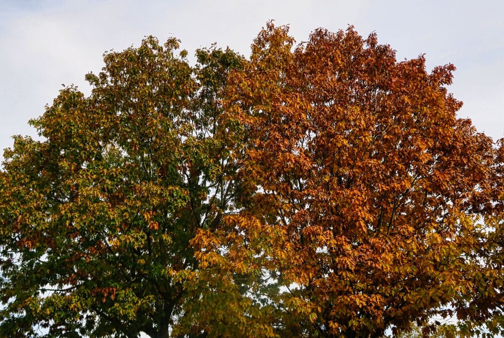 Herbstlicher Baum, Wald  "Eichen "
Verena
Schlüsselwörter: 2024