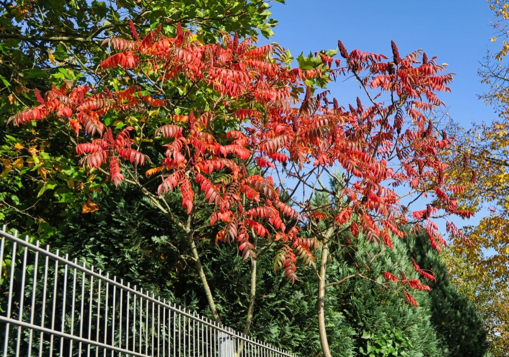 Herbstlicher Baum, Wald  "Essigbaum"
Verena
Schlüsselwörter: 2024