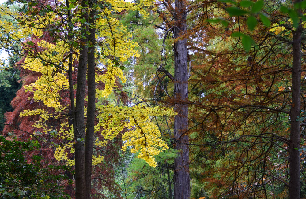 Landschaft "Herbstfärbung"
Verena
Schlüsselwörter: 2022