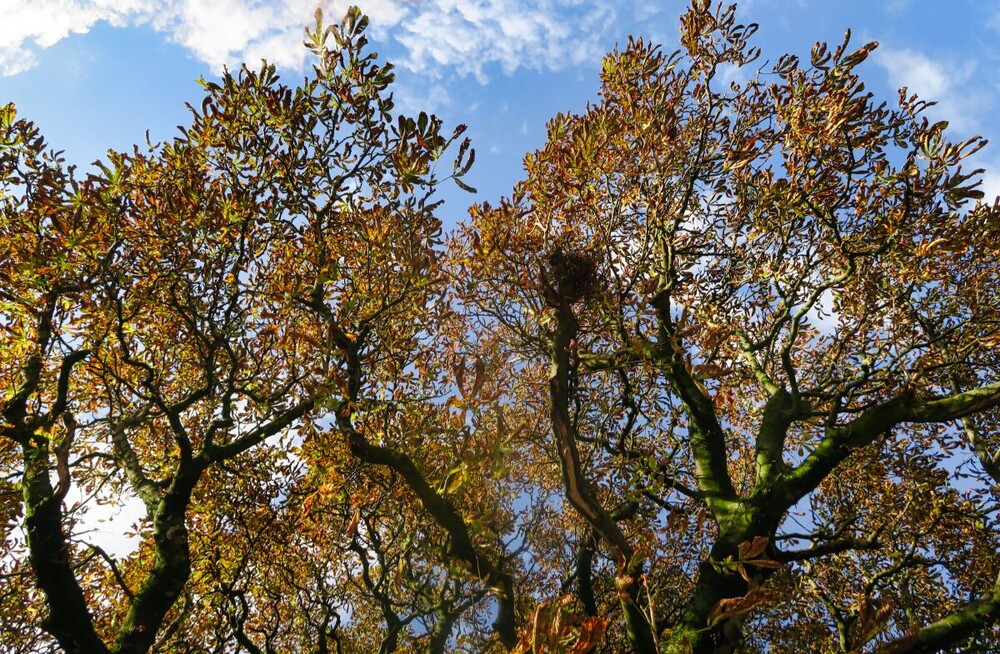 Herbstlicher Baum, Wald  "Kastanie "
Verena
Schlüsselwörter: 2024