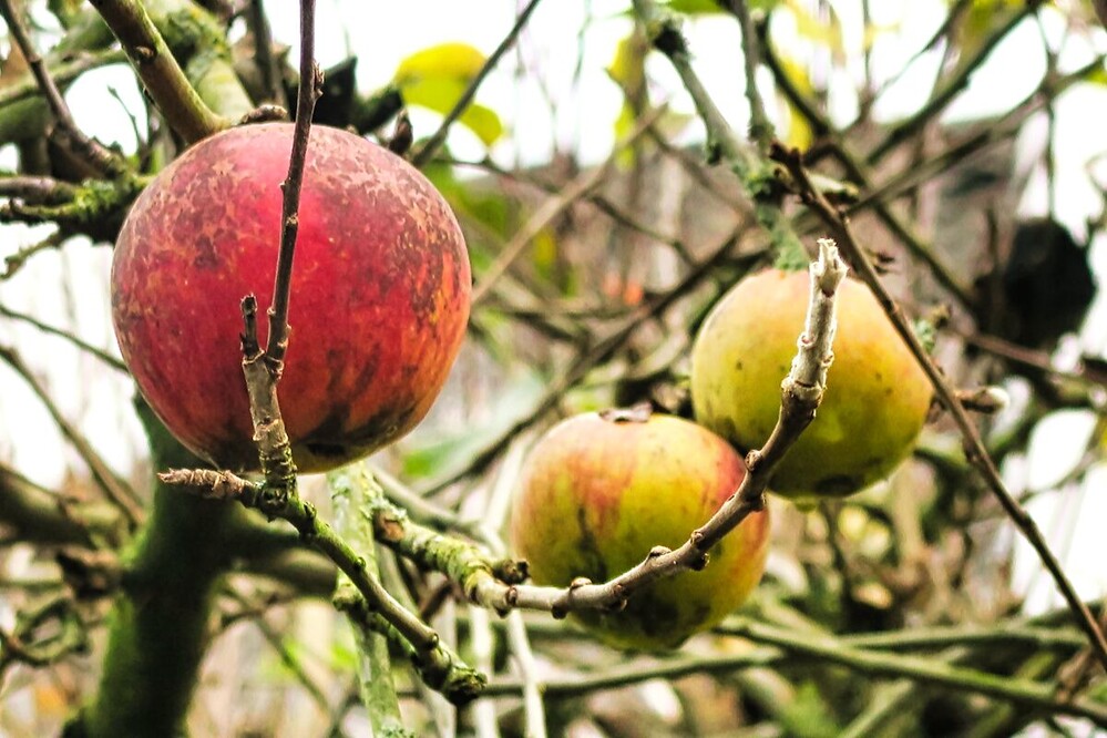 Ich sehe rot "Letzter Apfel"
Verena
Schlüsselwörter: 2024