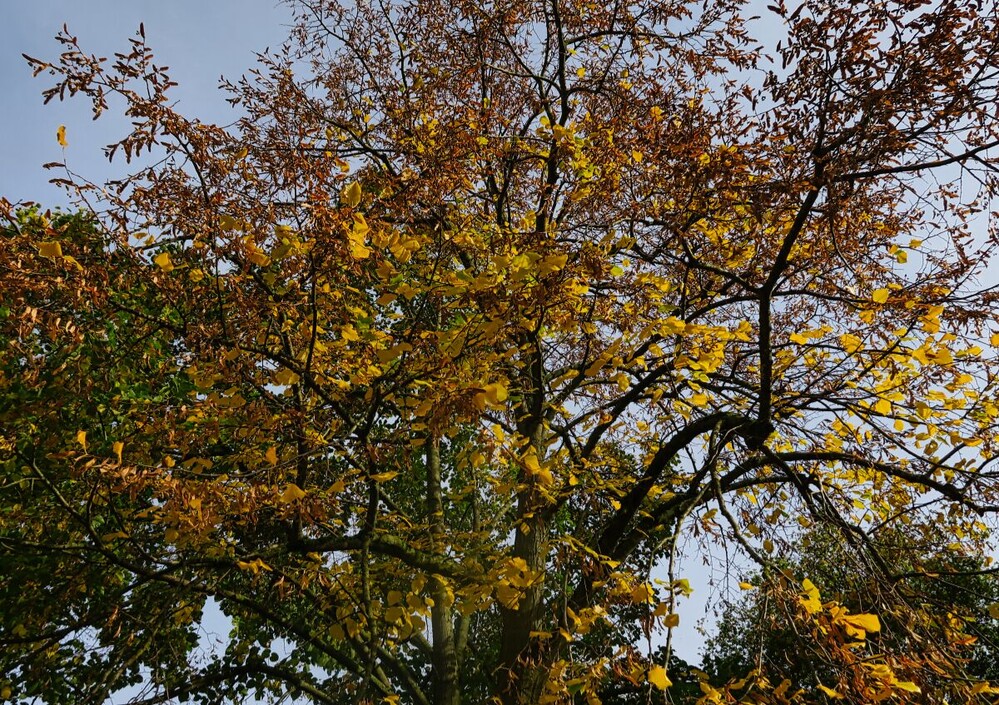 Herbstlicher Baum, Wald  "Linde "
Verena
Schlüsselwörter: 2024