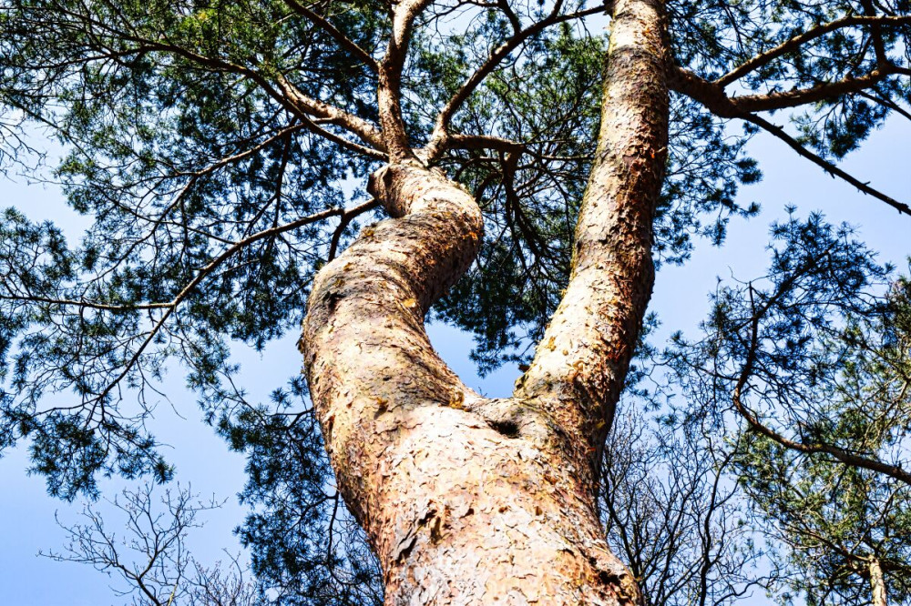 Fotowalk Düsseldorf Südpark "Von unten"
Verena
Schlüsselwörter: 2025