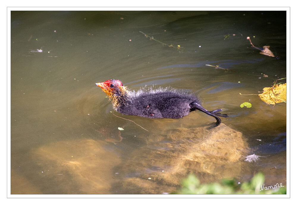 Ich komme
Bässhuhnküken
Alle Süßgewässer mit Schwimmpflanzen oder Ufervegetation wie zum Beispiel Seen, Sumpfland, Flüsse, Kanäle und Teiche gehören zum Lebensraum des Blesshuhns. lt. Nabu
Schlüsselwörter: 2024