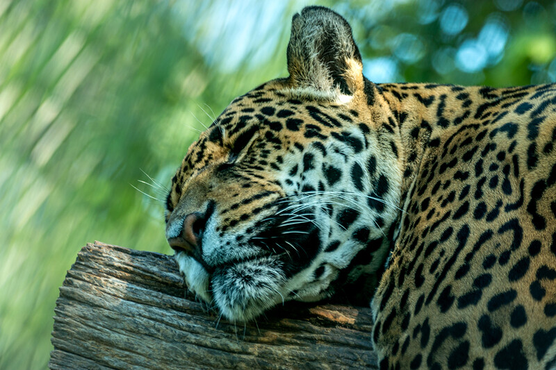 Zoo Krefeld
Jaguar
Marianne D.
Schlüsselwörter: Zoo Krefeld