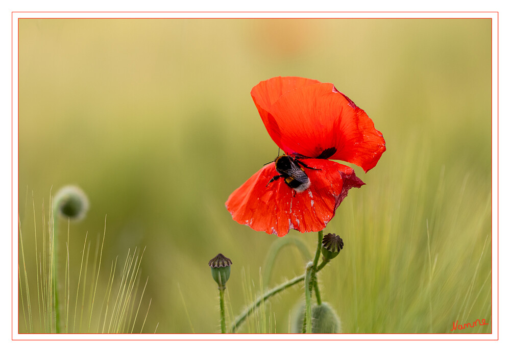 22 - Klatschmohn mit Besucher
Schlüsselwörter: 2024