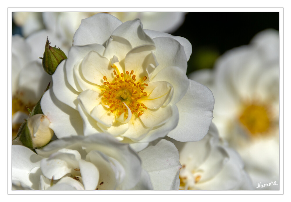 Weiße Rosen
Gärtnerisch wird zwischen Wildrosen und Kulturrosen unterschieden. Die Rose wird seit der griechischen Antike als „Königin der Blumen“ bezeichnet. Rosen werden seit mehr als 2000 Jahren als Zierpflanzen gezüchtet. Das aus den Kronblättern gewonnene Rosenöl ist ein wichtiger Grundstoff der Parfumindustrie. laut Wikipedia
Schlüsselwörter: 2024