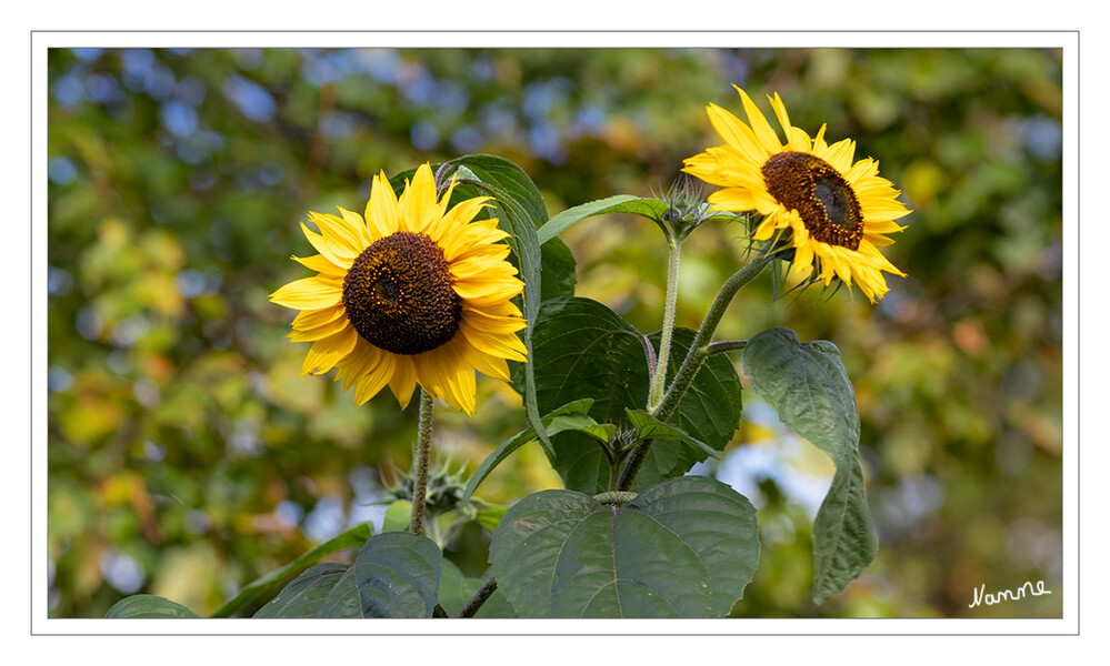 Sonnenblumen
Die Gewöhnliche Sonnenblume ist eine einjährige, krautige Pflanze, die Wuchshöhen von meist ein bis zwei, seltener drei Metern erreicht. Sie bildet keine Knollen. Der Stängel ist rau behaart. lt. Wikipedia 
Schlüsselwörter: 2024