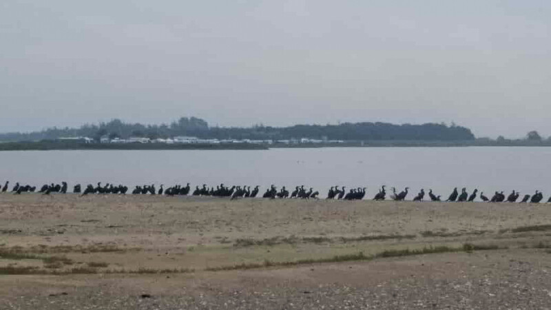 Fehmarnimpressionen
Hier rasten, ruhen und brüten viele Vögel. Natürlich auch der Vogel des Jahres 2010: der Kormoran. laut fehmarn-inselreif
Schlüsselwörter: 2020; Ostsee; Fehmarn