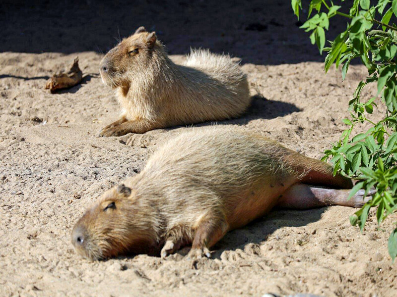 Zoo Krefeld
Wasserschweine
Elise Schumann
Schlüsselwörter: Zoo Krefeld