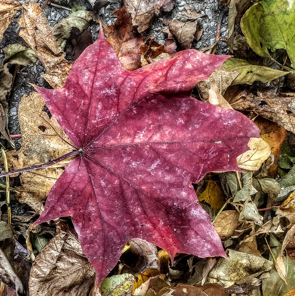 Herbstliches "Rot"
Manni
Schlüsselwörter: 2021