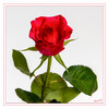 2024_11_Rote_Rose_01.jpg