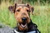 Frei_Roland_Airedale_Terrier_-_Zorro.jpg