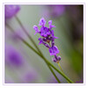 Lavendel_01.jpg
