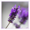 Lavendel_02.jpg