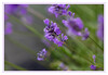 Lavendel_05.jpg
