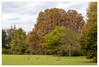 Marianne_Herbstlicher_Baum__Wald_Baumgruppe.jpg