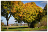 Marianne_Herbstlicher_Baum__Wald_Von_gruen_bis_rot_1.jpg