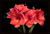 Marianne_Ich_sehe_rot_Amaryllis_02.jpg