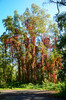 Perla_Herbstlicher_Baum2C_Wald_2C2CWaldrand22.jpg