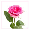 Pinke_Rose_01.jpg