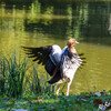 RR_Tiere_Voegel_Nilgans.jpg