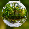 Roland_Herbstlicher_Baum__Wald_In_der_Kugel.jpg