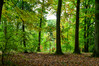 Roland_Herbstlicher_Baum__Wald_Waldbaden.jpg