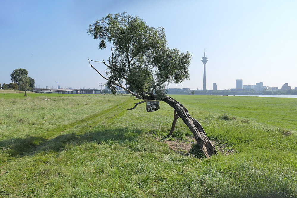 Schützt den baum
Manni
Schlüsselwörter: 2921