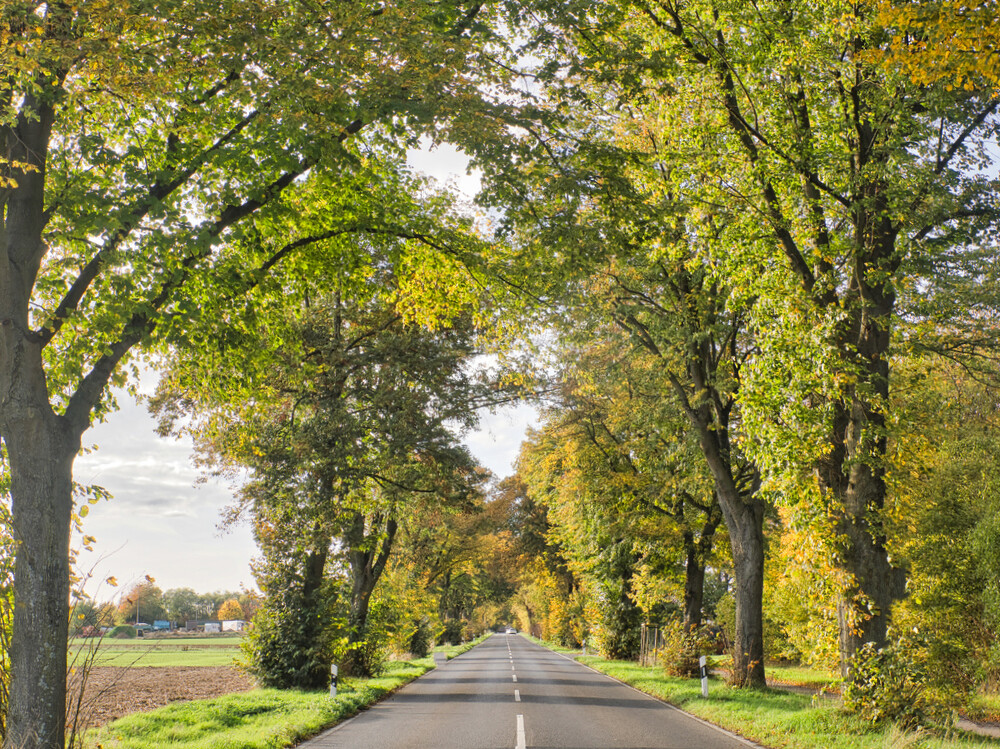 Landschaften "Country Road, Take Me Home..."
Gerd
Schlüsselwörter: 2022