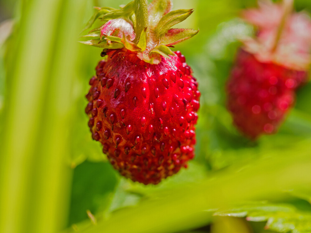 Obst und Gemüse "Wilderdbeeren aus meinem Garten"
Gerd
Schlüsselwörter: 2021