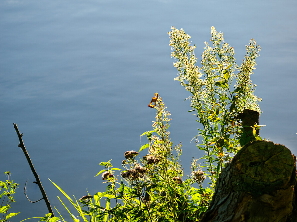 Herbstliches Stillleben "Am See"
Gerd
Schlüsselwörter: 2023