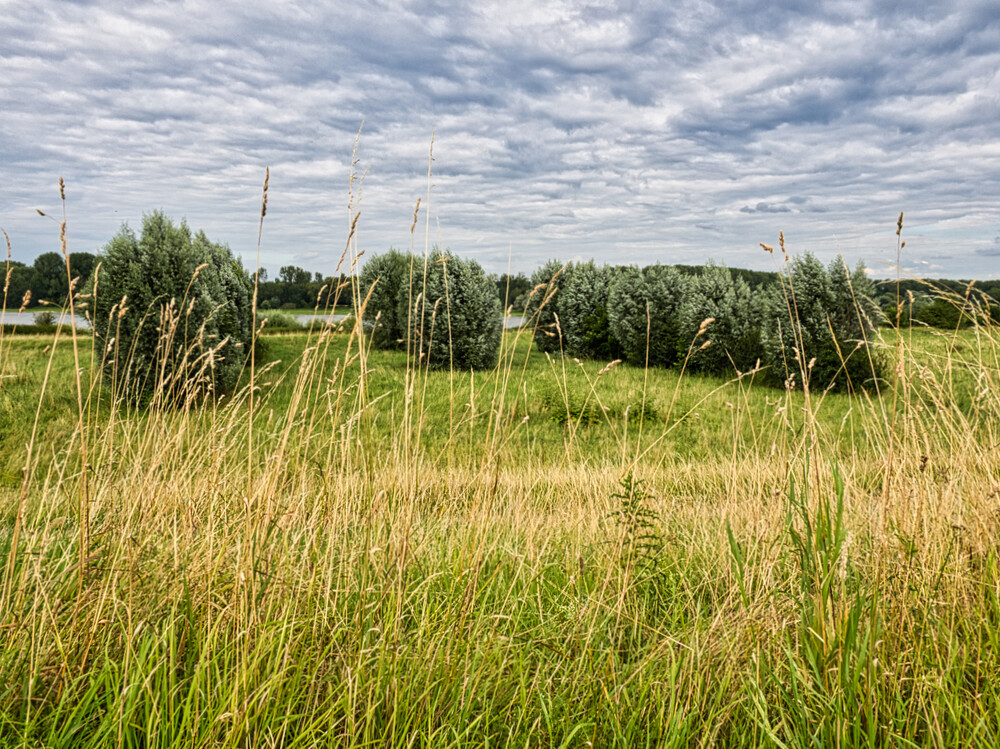 Naturaufnahmen "Auf dem Deich"
Gerd
Schlüsselwörter: 2024