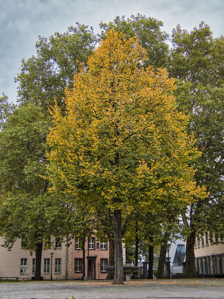 Herbstlicher Baum, Wald "Herbst in der Stadt"
Gerd
Schlüsselwörter: 2024