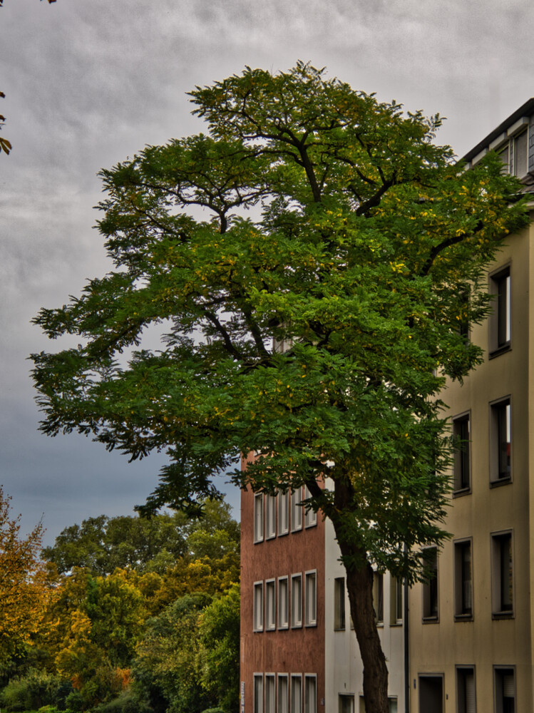 Herbstlicher Baum, Wald "Baume in der Stadt"
Gerd
Schlüsselwörter: 2024