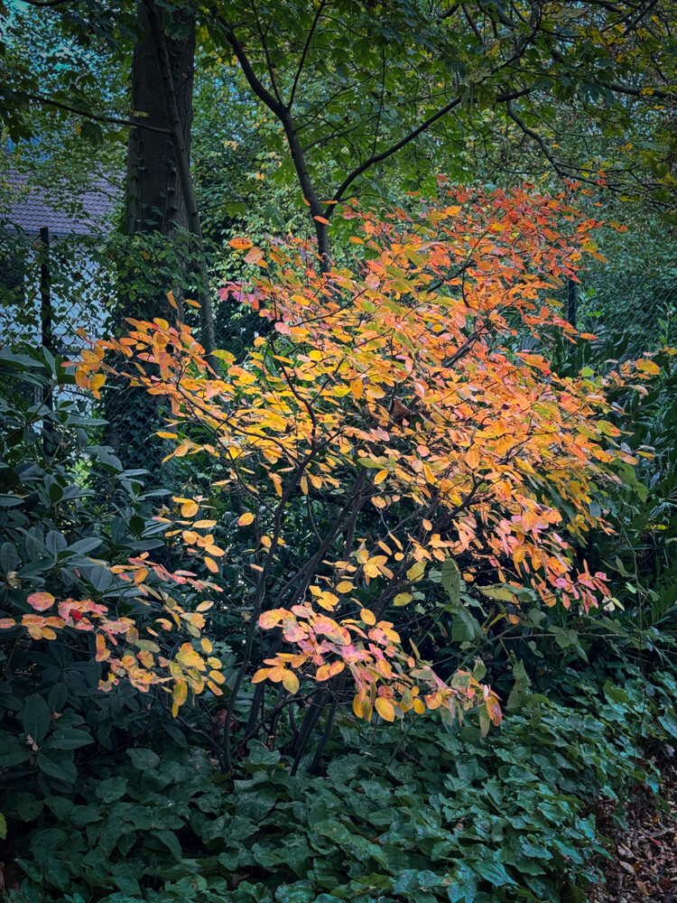 Herbstlicher Baum, Wald "Chlorophyllmangel"
Gerd
Schlüsselwörter: 2024