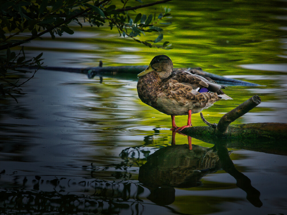 Tiere "Ente im Abendlicht"
Gerd
Schlüsselwörter: 2022