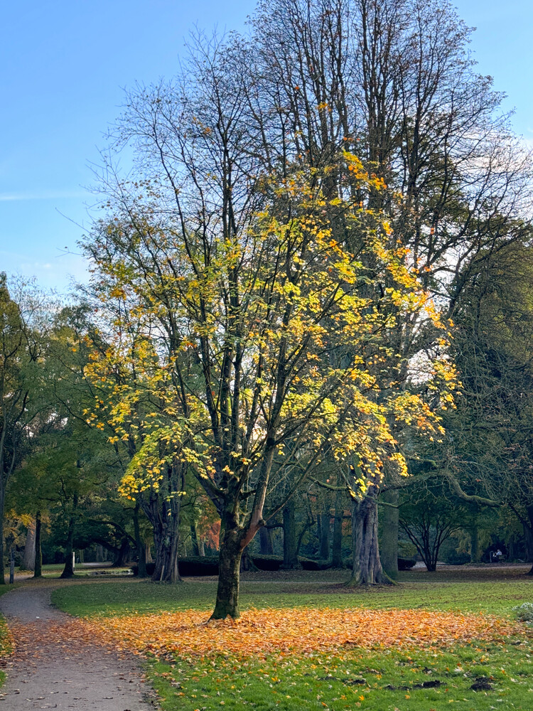 Herbstlicher Baum, Wald "Goldener Oktober"
Gerd
Schlüsselwörter: 2024