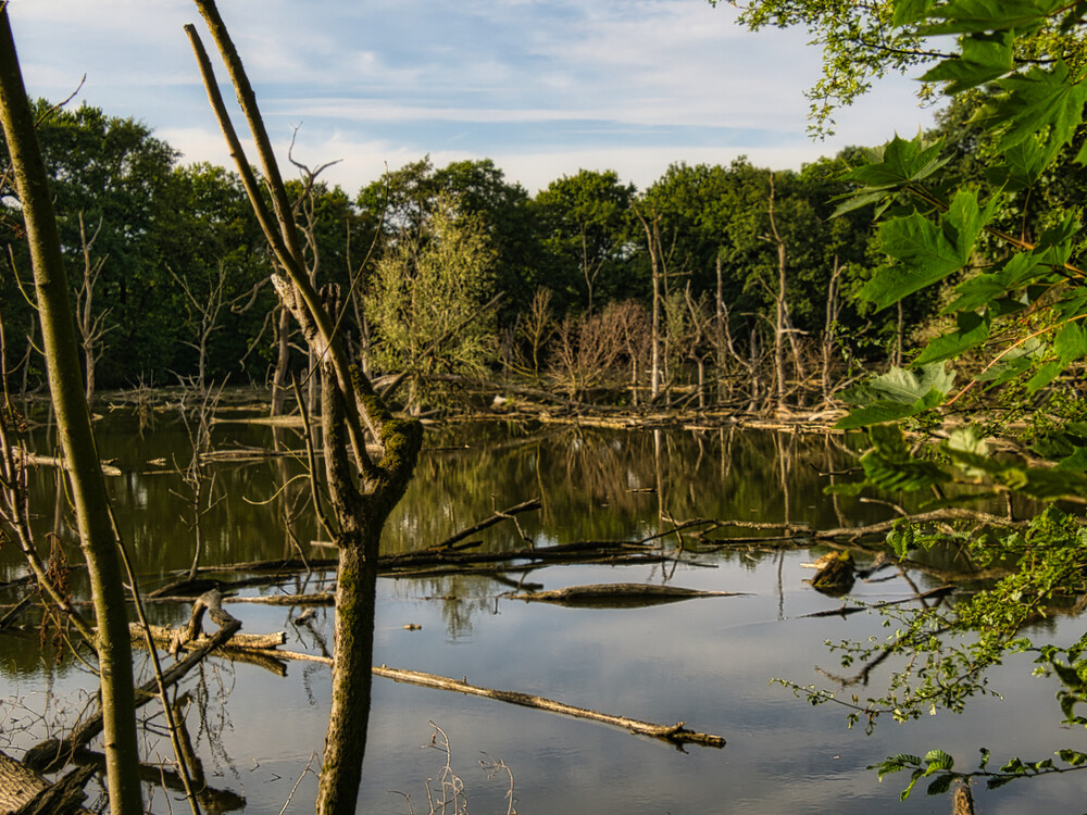 Frei "Groovsches Loch Everglades in Neuss"
Gerd
Schlüsselwörter: 2024