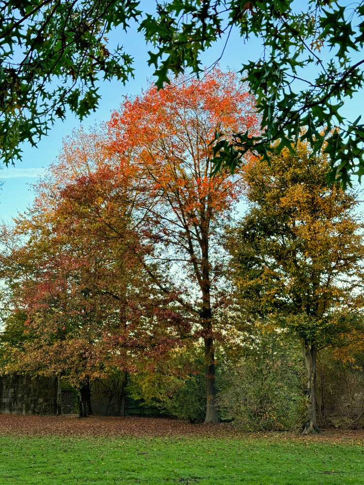 Herbstlicher Baum, Wald "Herbstfarben"
Gerd
Schlüsselwörter: 2024