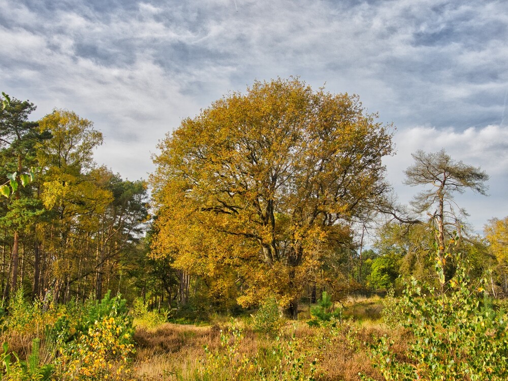 Landschaften "Herbstlich"
Gerd
Schlüsselwörter: 2022