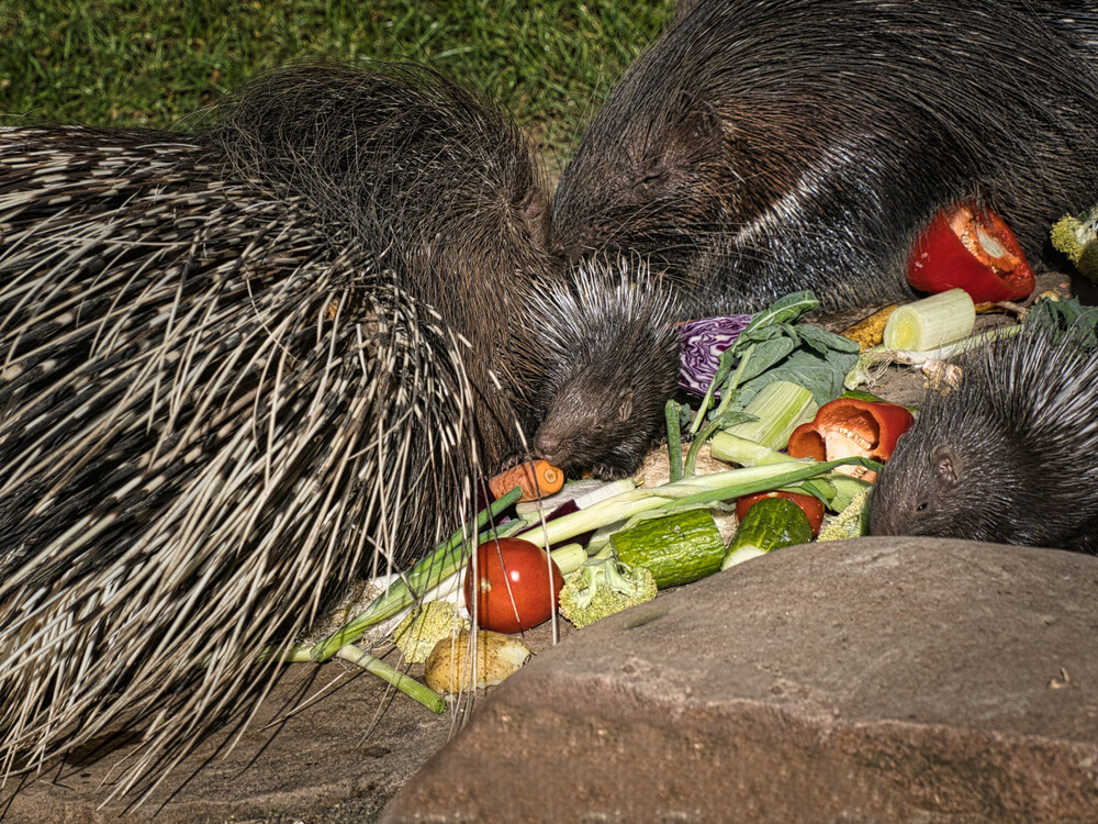 Frei "Krefeld Zoo, Nachwuchs bei Stachelschweins"
Gerd
Schlüsselwörter: 2023