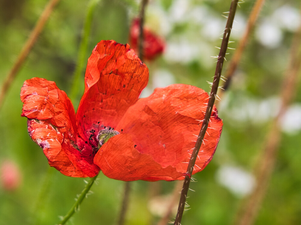 Naturaufnahmen "Mohn"
Gerd
Schlüsselwörter: 2024