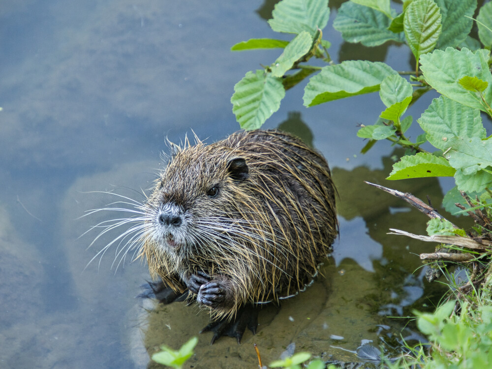 Frei "Nutria Portrait"
Gerd
Schlüsselwörter: 2024