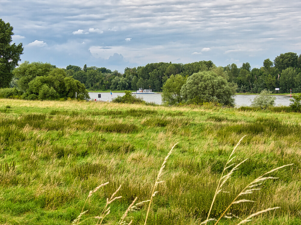 Naturaufnahmen "Rheinauen"
Gerd
Schlüsselwörter: 2024