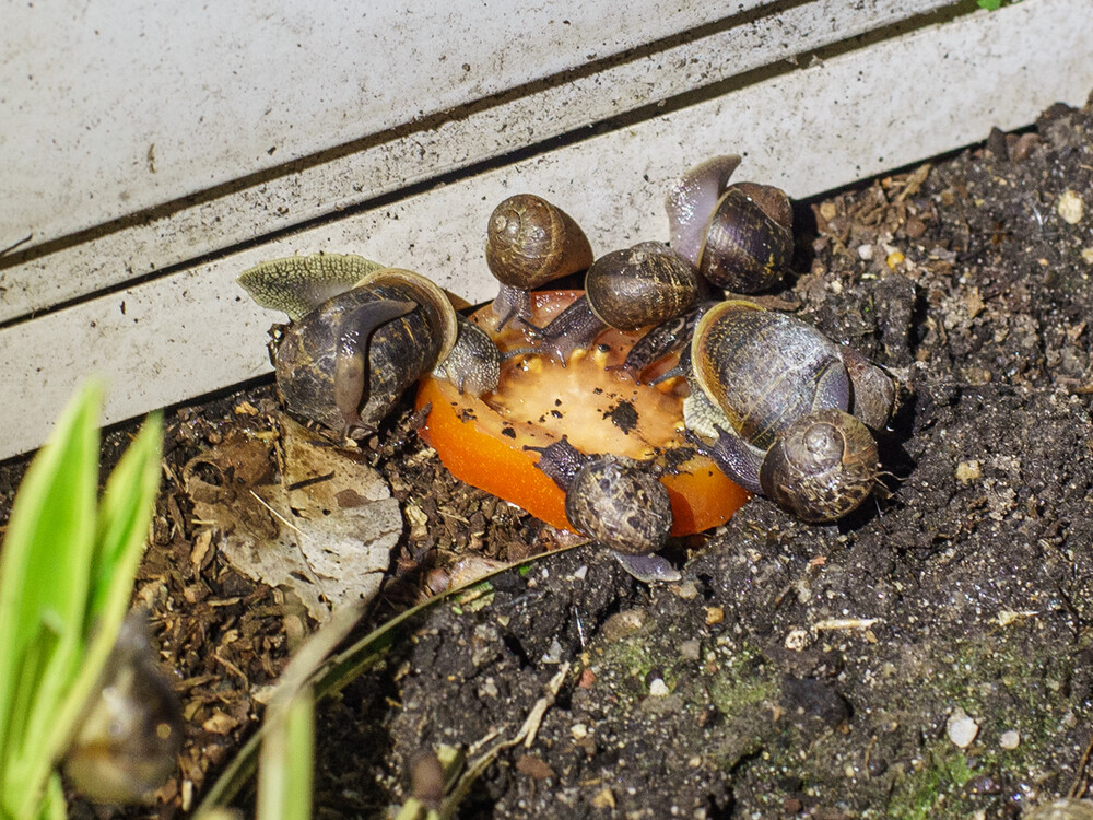 Nahaufnahmen "Schnecken beim Dinner"
Gerd
Schlüsselwörter: 2023