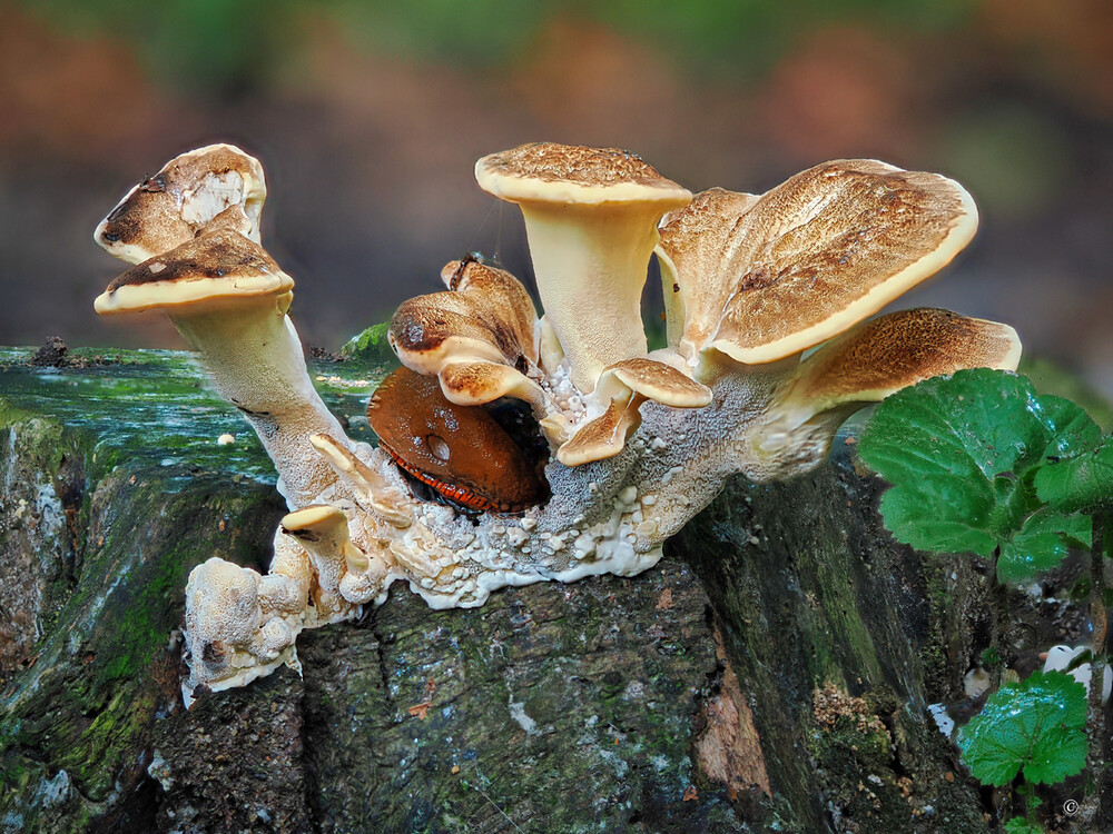 Herbstliches Stillleben "Noch 'n Pils""
Gerd
Schlüsselwörter: 2023