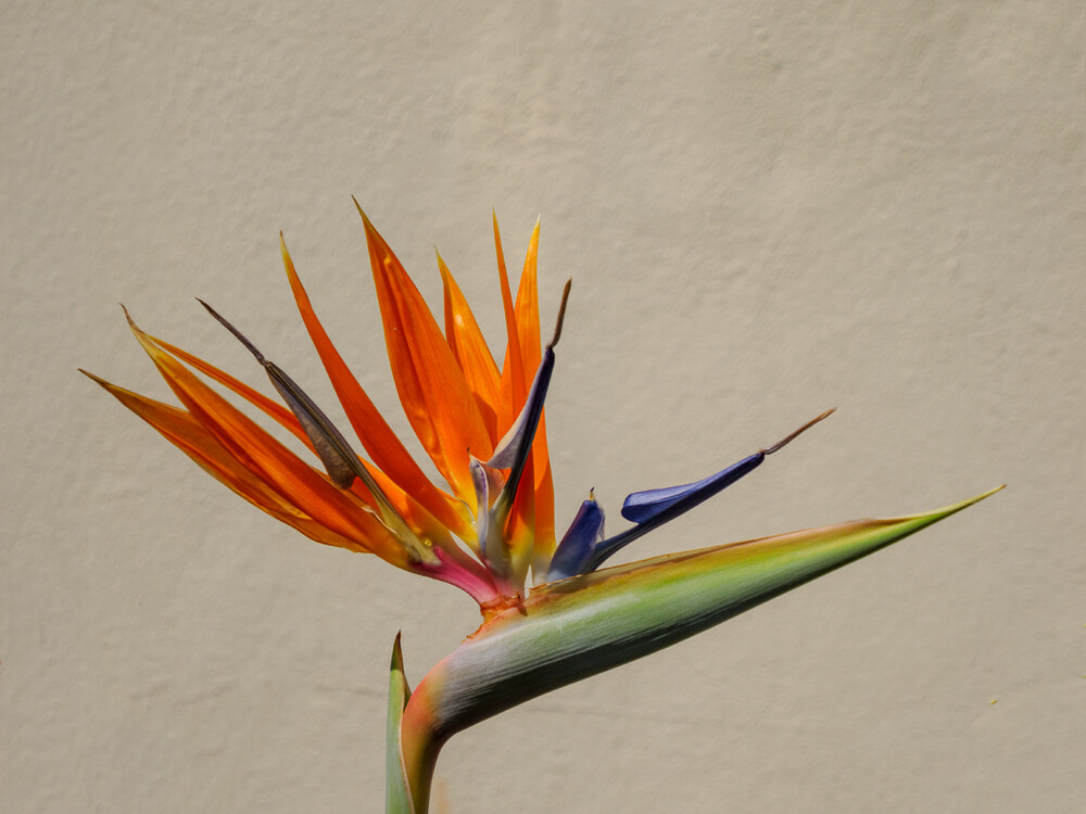 Minimalismus "Strelitzia reginae Paradisvogelblume"
Gerd
Schlüsselwörter: 2023